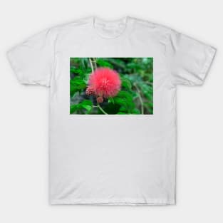 Calliandra (Powder puff plant) T-Shirt